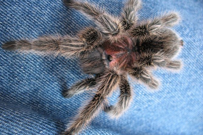 Tarantula