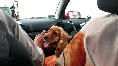 Životinje u saobraćaju