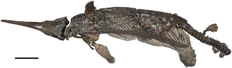 Xiphodracon goldencapsis