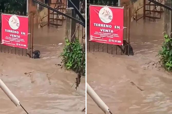 Pas i polave u Meksiku