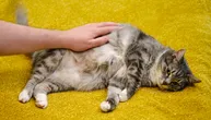 Istovremena upala creva, jetre i pankreasa kod mačaka zbunjuje veterinare: Psi pošteđeni, krivac anatomija