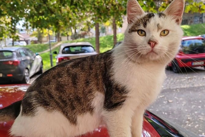 Mačak Aki Kaurismaki