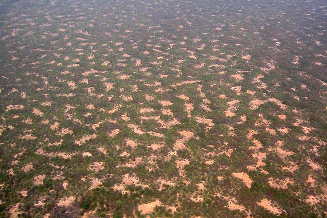 skriveni biljni obrazac