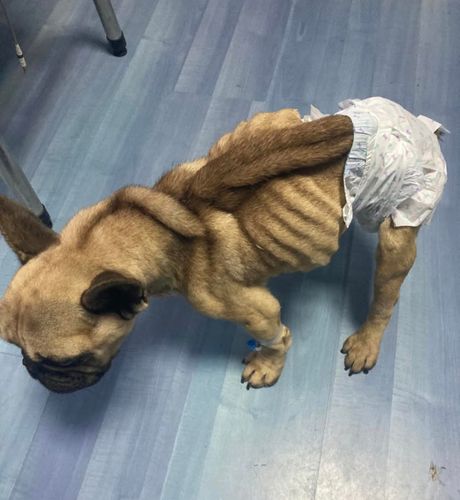 Francuski buldog Oli Vršac