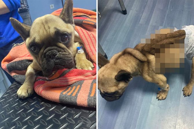 Francuski buldog Oli Vršac