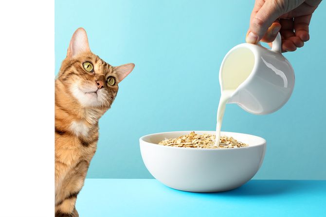 Mačka i ovseno mleko