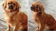 Ovakve šapice nisu za blatnjave avanture: Tia je pekinezerka zlatne dlake koja traži dom u Beogradu