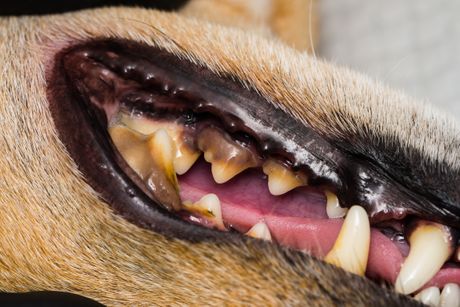 Nabori na usnama psa