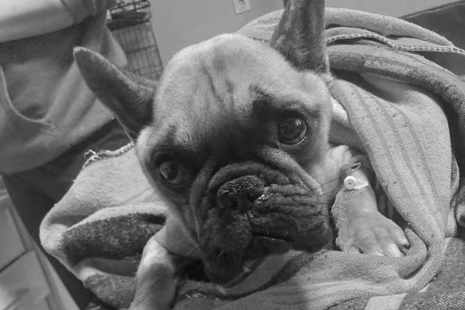 Francuski buldog Oli Vršac