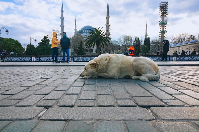 Ulični pas u Turskoj