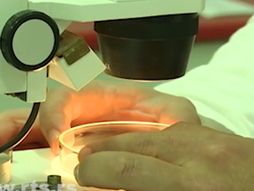 Zemun, hibridni prouzvodi od mesa