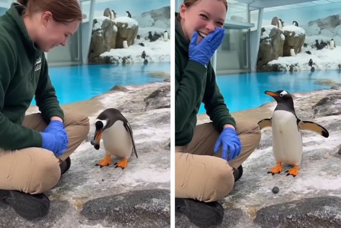 Pingvin zaprosio čuvarku