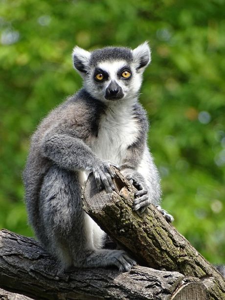 Lemur