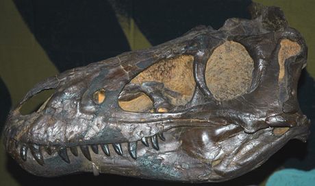 Nanotyrannus lancensis