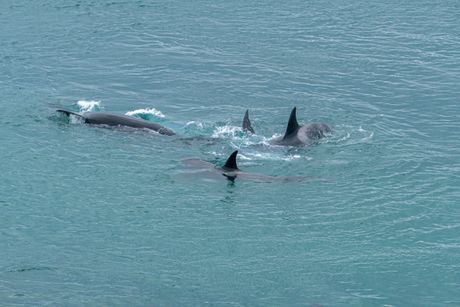 kitovi ubice, ajkula
