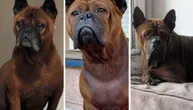 Mogu li da pronađu dom u Srbiji? Tri kineska buldoga sa terapijom i posebnim potrebama traže vlasnika