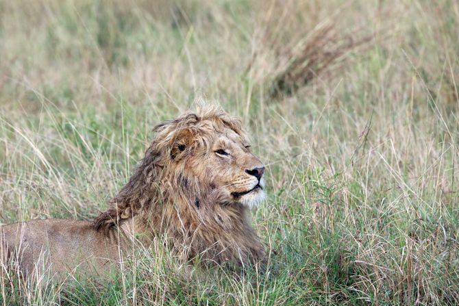 Lav sa kovrdžavom grivom