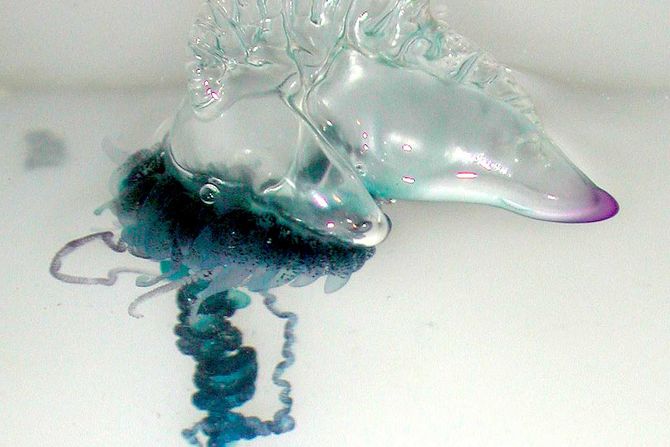 portugalska krstarica, fizalija