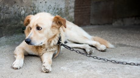 Psi na lancu