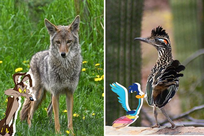 Kojot i ptica trkačica