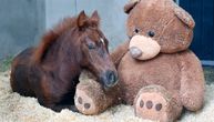 Slike koje kidaju srce: Ždrebe koje je majka odbacila pronašlo utehu u džinovskom plišanom medvedu
