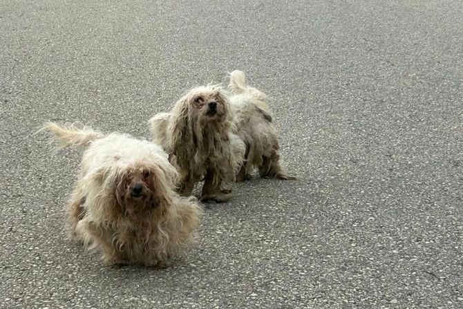 Napušteni maltezeri Stopanja