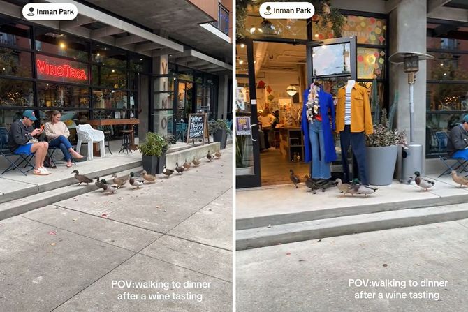 Patke marširaju u prodavnicu