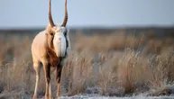 Mučna sudbina antilope sa najbizarnijim nosem: Sajga preživela Ledeno doba, sad nestaje zbog ljudske pohlepe