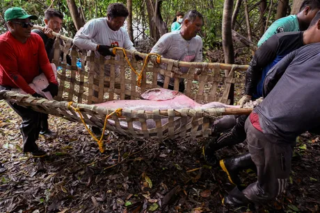 Uginuli delfini u brazilskoj Amazoniji