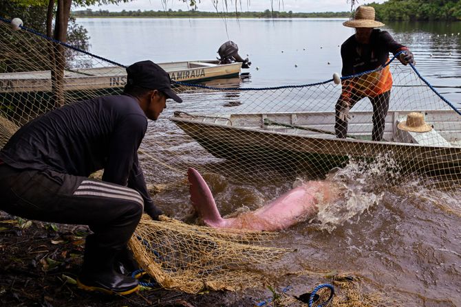 Uginuli delfini u brazilskoj Amazoniji