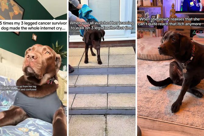 Azija labrador sa tri noge