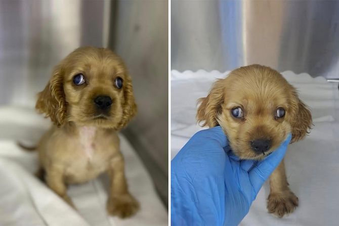 Koker španijel Star