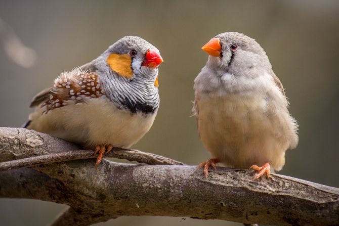Zebra finch