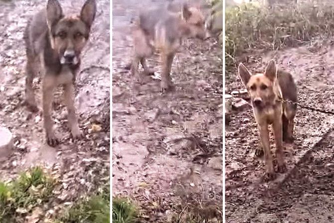 Tri nemačka ovčara Boljevci