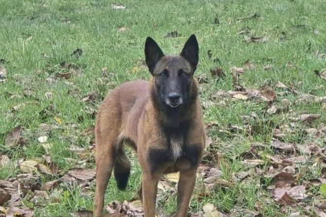 Malinoa ženka Pančevo