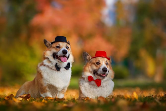 Psi mužjak i ženka