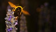 Naučnici šokirani sposobnostima ovih insekata: Bumbari naučili da „čitaju“ najprostiju Morzeovu azbuku