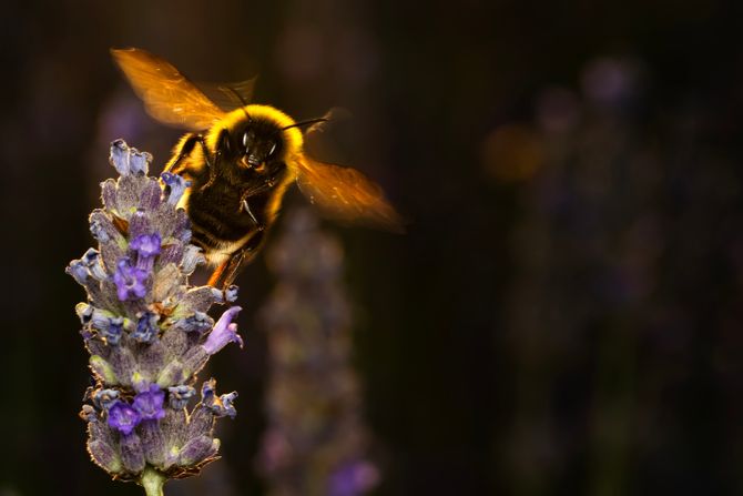 Bumbar Bombus terrestris