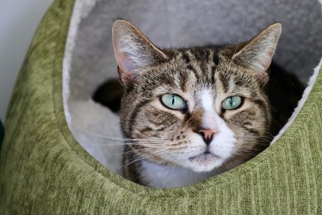 Mačka mešanac mogi