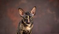 Znate li šta je mogi mačka: Njeno ime gotovo potpuno nam je nepoznato, iako je najbrojnija na našoj planeti