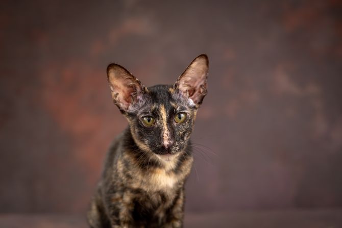 Mačka mešanac mogi