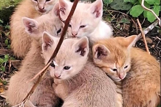 Mačići udomljavanje