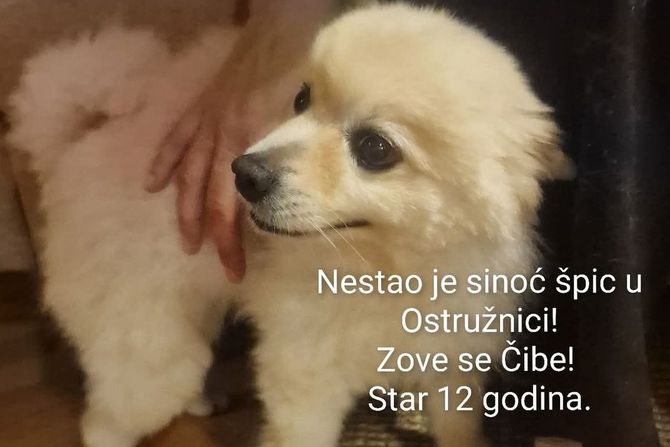 Špic Čibe iz Ostružnice