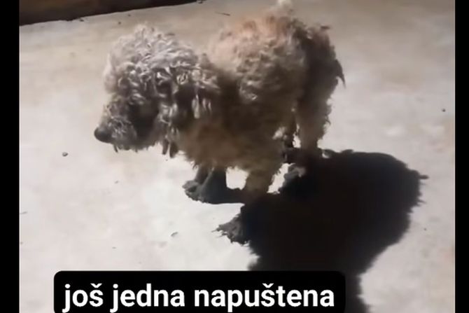 Napuštena pudla Odžaci