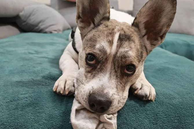 Pas udomljavanje Beograd