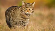 Nisu viđene više od 100 godina, ali sad su se vratile: Evropske divlje mačke ponovo primećene u Engleskoj