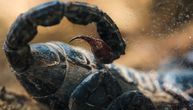 Potpuno neverovatno otkriće: Otrov amazonske škorpije moćno oružje u borbi protiv raka dojke