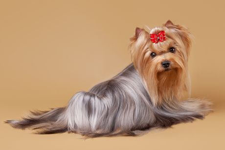 Pas jorkširski terijer