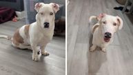 DOGA i KORGI postali roditelji: Vlasnica se kaje zbog propusta, internet oduševljen mešancima