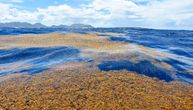 Konačno je otkriveno šta pokreće masivni rast alge Sargassum